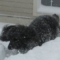 roberta_denya avatar