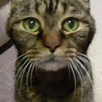 nanette_pacelli avatar