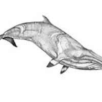 54fceae9ed2a7 avatar