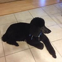 lynette_vesely_1 avatar