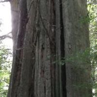 melissa_duffy_731 avatar