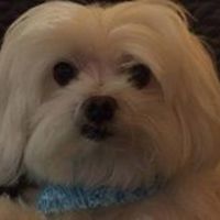 sherry_straus_94 avatar