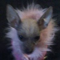 terri_hardy_982 avatar