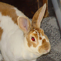 arabbit avatar