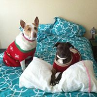 ivonne_p_montijo avatar