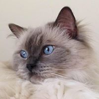 irahim_mackay_3 avatar