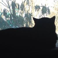 colleen_a_mcginty avatar