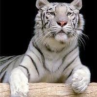 55016bb410330 avatar