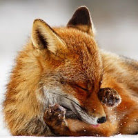 michaelaroualov avatar