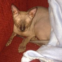 lori_senkowsky avatar