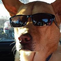 sandi_minar_healy_gustafson avatar