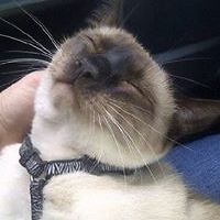 shari_mcdowell avatar