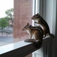 corinneshehrina avatar