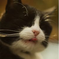 j_philipvanheijkoop avatar