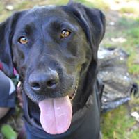 knittingninja avatar