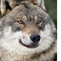 steve_sheets_73 avatar