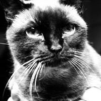 mare_pendleton avatar