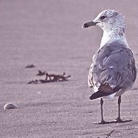 eileen_hamilton avatar