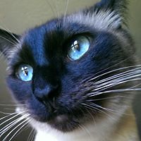 alessandro_farina_5283 avatar