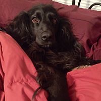 annachristinaharding avatar