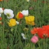 christine_kim_900388 avatar