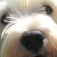 wingsandtailsbj avatar