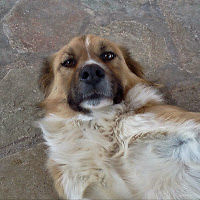 efichatzikosta avatar