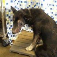 CarrieArendsRobb avatar