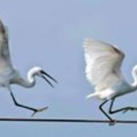 cecile_mercado_9 avatar