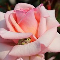 deborah_m_lloyd avatar