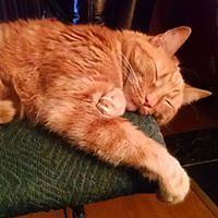 chandra_girtman avatar