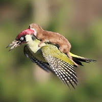 juanpabloroncal avatar