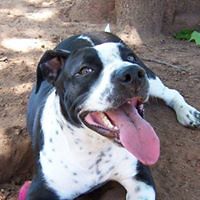 michelle_politte avatar