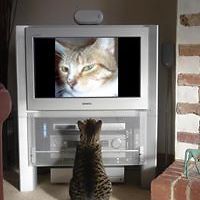 obamaisamoron avatar