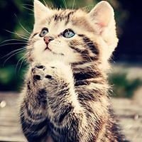 shahad_ali_3367 avatar