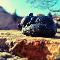 annelies_klaassen_10 avatar