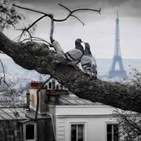 claudine_damidaux avatar