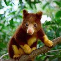 yaheli_coucrayon avatar