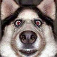 bordindettaweebut avatar