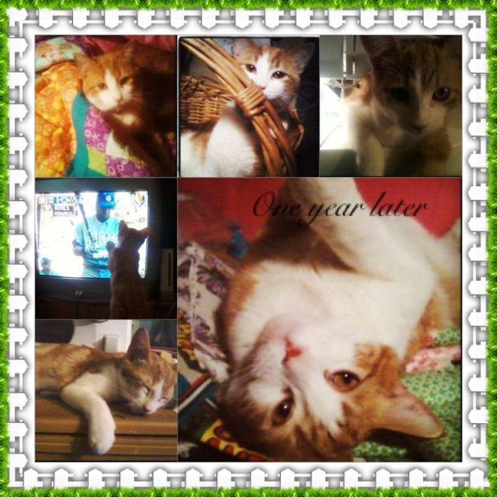 Found At A Food Town Grocery Store...and Food Is What He Needed! :) (bottom L--first Night)