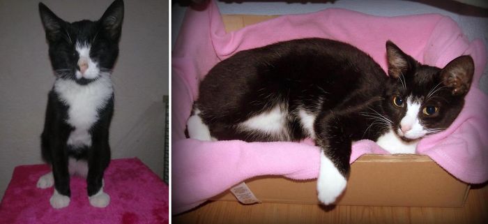 Sick Kitten From The Animal Shelter Before, Sweet Home Tyrant After.