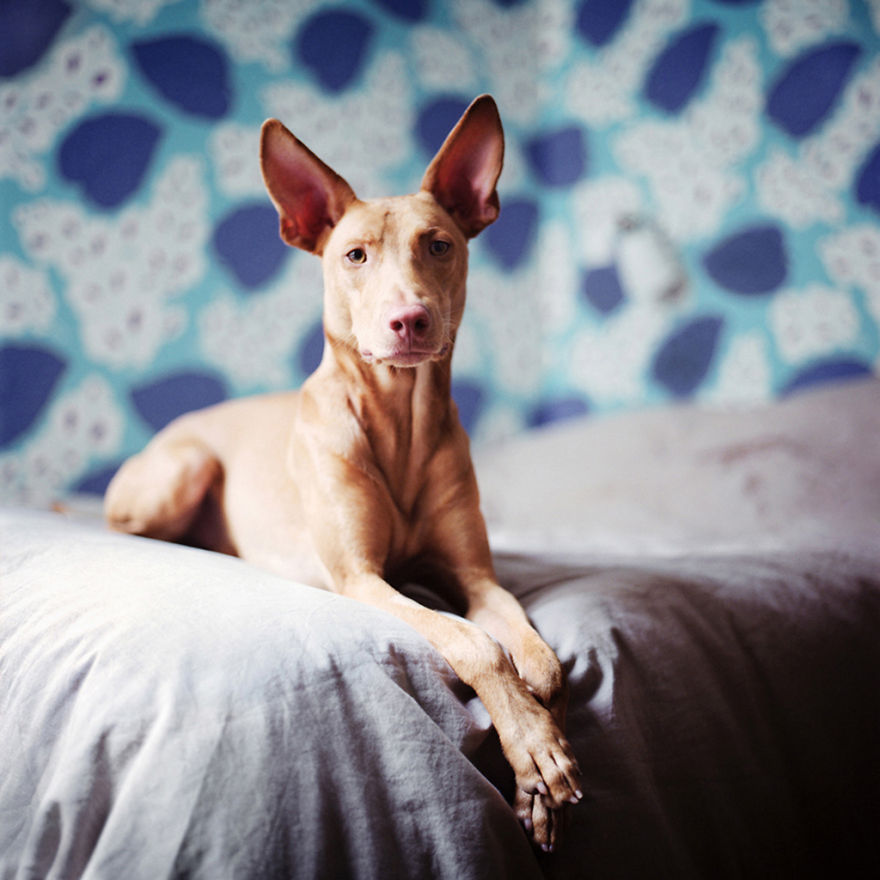 I Photograph Greyhounds Rescued From Horrible Masters Who Tortured Them For Poor Hunting Performance I Photograph Greyhounds Rescued From Horrible Masters Who Tortured Them For Poor Hunting Performance