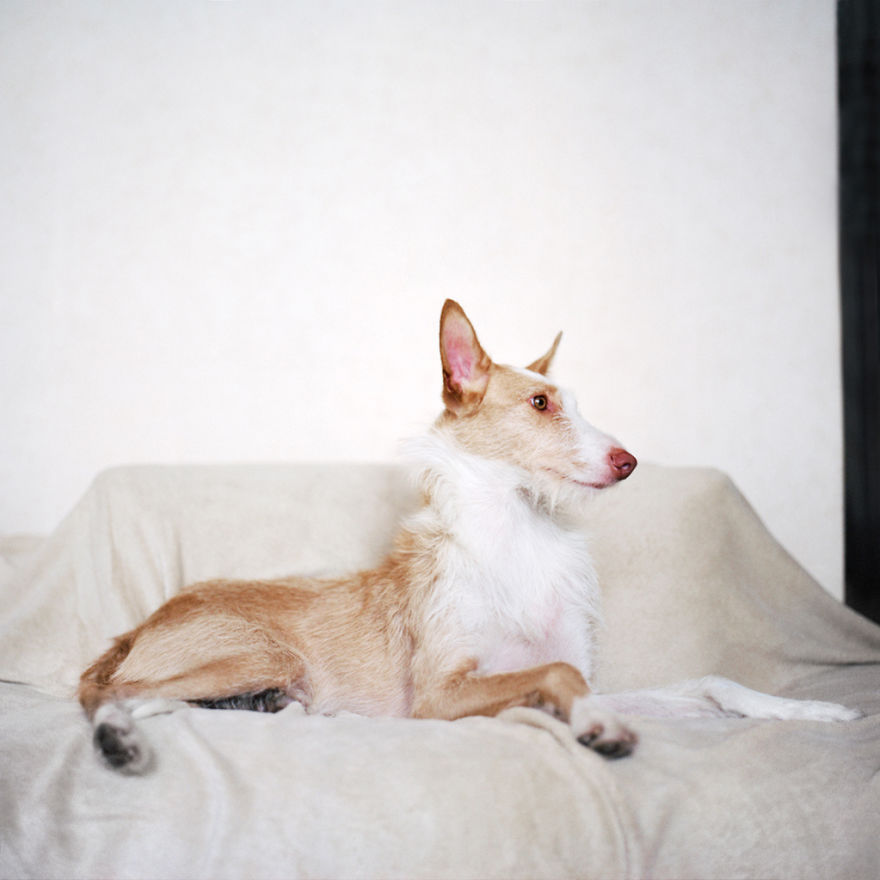 I Photograph Greyhounds Rescued From Horrible Masters Who Tortured Them For Poor Hunting Performance I Photograph Greyhounds Rescued From Horrible Masters Who Tortured Them For Poor Hunting Performance