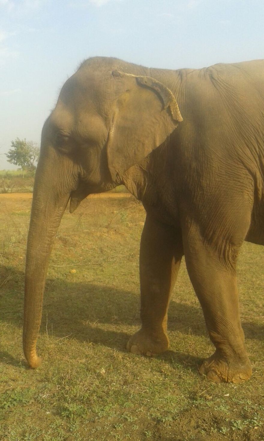 60 Year Old Blind Elephant Beaten By Her Owners Finally Gets Rescued 60 Year Old Blind Elephant Beaten By Her Owners Finally Gets Rescued