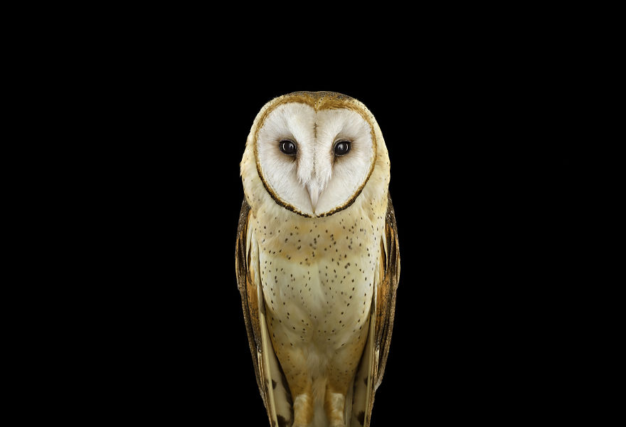 Keepers Of Wisdom: I Explore The Mystical Beauty Of Owls