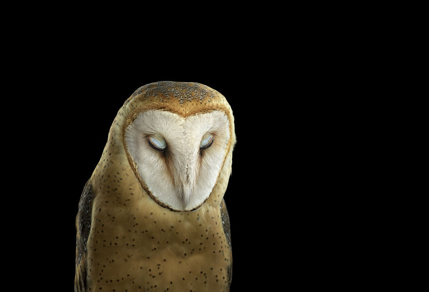 Keepers Of Wisdom: I Explore The Mystical Beauty Of Owls