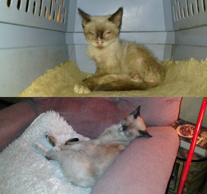 Sunshine Was Abandoned And Found With Infected Eyes, Matted And Flea Infested Fur.