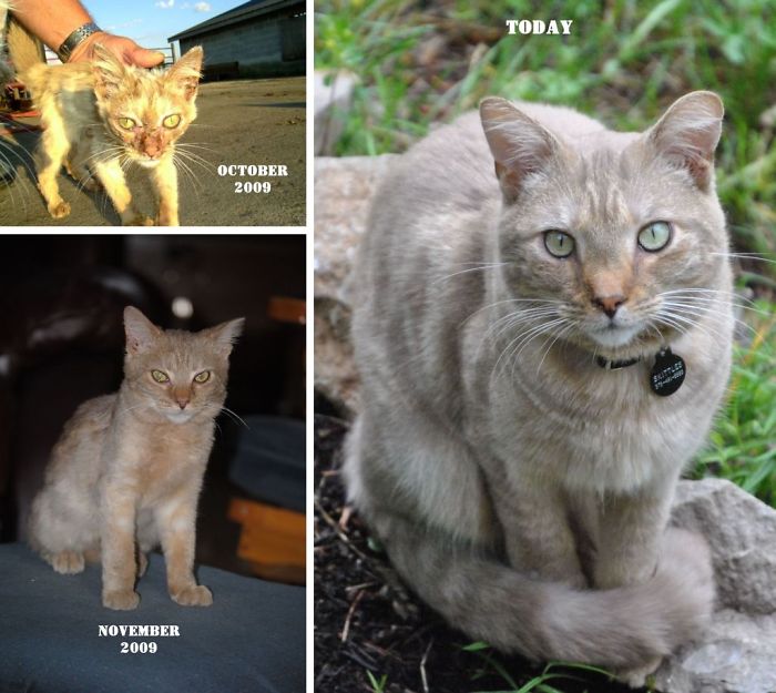Skittles An Orphaned Barn Kitten That Was Mistaken For An Alien Squirrel.