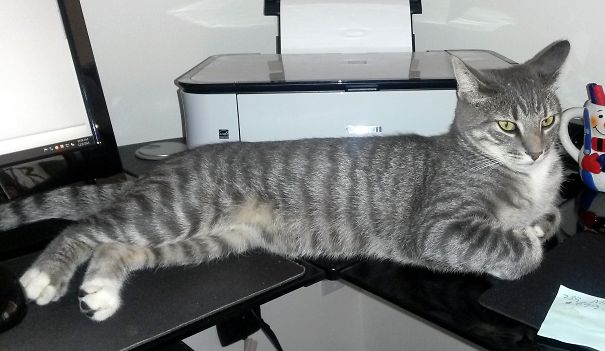 Bonkers' Favorite Spot When I'm Working.