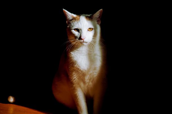 Lurking In The Shadows